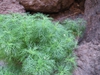 Argyranthemum foeniculaceum
