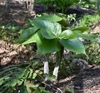 Plant with a pair of compound leaves. Leaflets shiny.