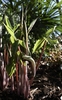 Emerging leaves & erect spathe with green & purple stripes.