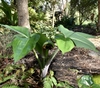 Plant with a pair of compound leaves & erect spathe.