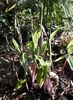 Emerging leaves & erect spathe with green & purple stripes.