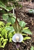 Purple spathe with white club shaped spadix