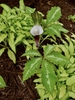Purple spathe with white club shaped spadix