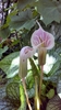 Two spathes that are pink with white veining.