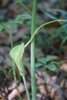 Spathe & spadix. The white spadix extends well beyond the spathe