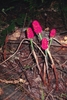 4 erect, leafless stalks bearing spikes of red berries.