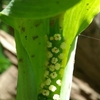Close up of tiny flowers on spadix and surrounded by the spathe