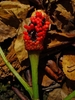 A spike of red, round berries