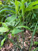 Leaves & inflorescences, side view