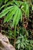 Single compound leaf; leaflets have pale midveins.
