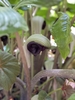 Side view of spathe with its curled and hooded opening.
