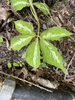 Compound leaf with green leaflets with silvery midvein markings