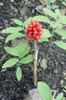 Arisaema triphyllum