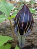 Arisaema triphyllum