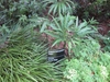 Garden plant with compound leaves & narrow leaflets.