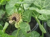 Tubular flower with fringed edges; kidney shaped leaves