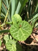 Aristolochia fimbriata
