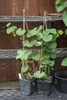 Growing in a pot as a climber