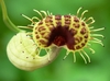 Close-up of a tubular flower with fringed edges.
