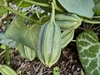 seed pods in October