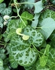flower bud resembles a clay pipe