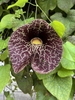 Tubular flower, red with white veins, and a yellow mouth.