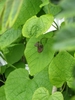 Heart shaped leaves and brown tubular pipe-shaped flowers.