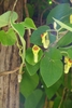 Heart shaped leaves and yellow tubular pipe-shaped flowers.