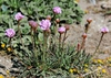 Armeria maritima