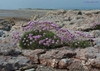 Armeria maritima