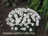 Armeria maritima