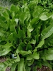 Armoracia rusticana