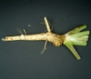 Armoracia rusticana