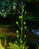 Armoracia rusticana