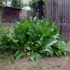 Armoracia rusticana