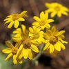 Arnica acaulis