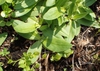 Arnica montana