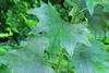 Arnoglossum atriplicifolium