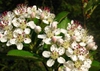 Aronia arbutifolia