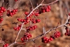 Leafless twigs with hanging umbels of red berry-like fruits