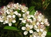 Umbels of white, 5-petaled flowers with many stamens.