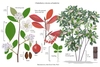 Color illustration of the technical details of this species.