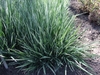 Mound of linear variegated leaves