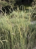 Grass with fluffy elongate inflorescences