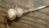 Rounded storge structure at base of stem