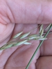 Panicle of spikelets