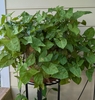 Houseplant view