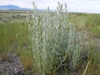 Form