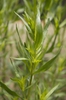 Artemisia dracunculus