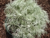 A,‘Makana Silver'